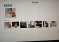 c# 结合AI 模型 开发的以图搜图，源代码，可以网站内搜索，或者改造成本地搜索